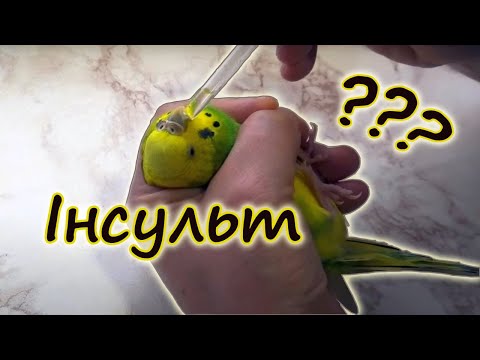 Видео: Инсульт у попугая? Попугай корчится от боли. Что делать? Как лечить судороги?