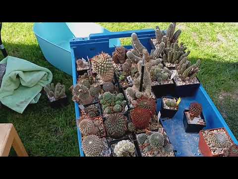 Видео: Хлопоты с кактусами.Ребуции.Черепаха после инсульта.