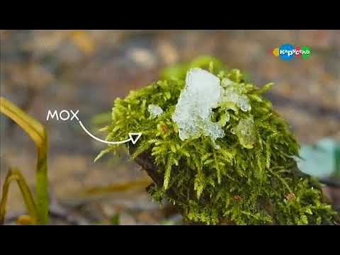 Видео: Мхи. Микроистория.