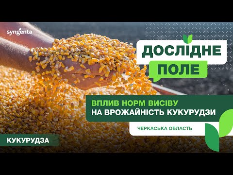 Видео: #ДосліднеПоле. Вплив норми висіву на врожайність кукурудзи. Черкаська обл.