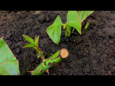 Видео: ЛЕТНЕЕ ЧЕРЕНКОВАНИЕ РОЗ!!! 2 недели спустя