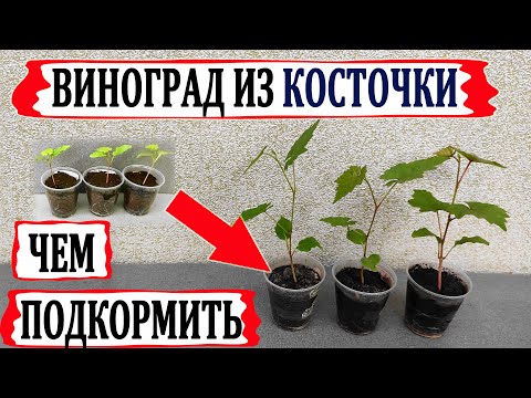 Видео: 🍇 Чем подкормить плохие саженцы? Сеянцы винограда из семечек/косточек/ 50 дней от посева в грунт.