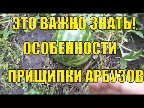 Видео: Формировка и прищипка арбузов. Это важно знать для хорошего урожая!