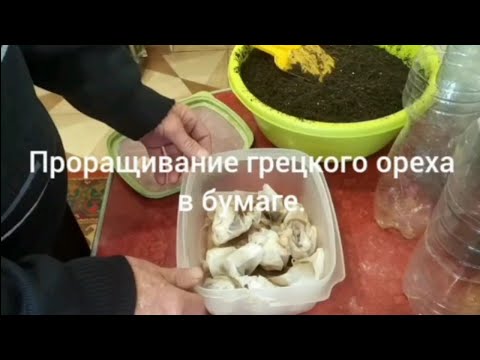 Видео: Проращивание грецкого ореха в бумаге.