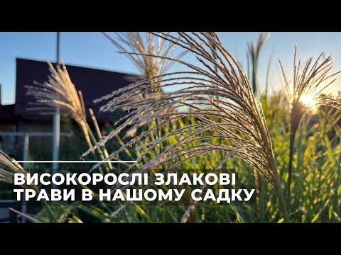 Видео: Високорослі злакові трави в нашому садку