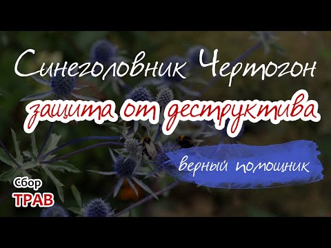 Видео: Синеголовник Чертогон