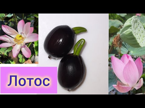 Видео: Семена  лотоса  дали ростки!😍🌞