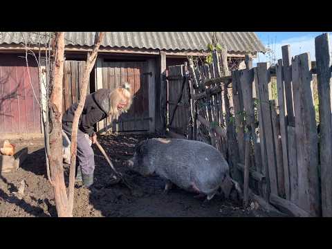 Видео: Без мужа, без поддержки. Всё сама / Живу одна на краю села