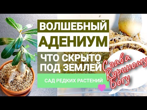 Видео: Адениум с волшебным камешком в корнях. Как формировать корни адениума. Раскопки