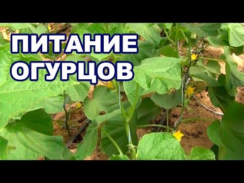 Видео: Питание для огурцов в теплице на летне-осенний оборот (28-08-2018)