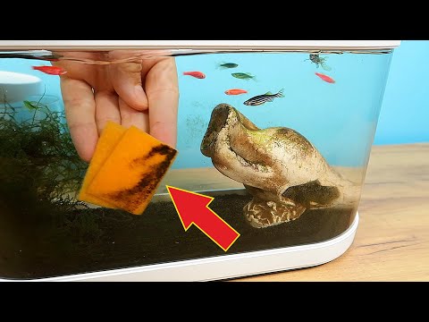 Видео: Аквариум Xiaomi спустя 3 месяца. Куда пропали креветки??? alex boyko