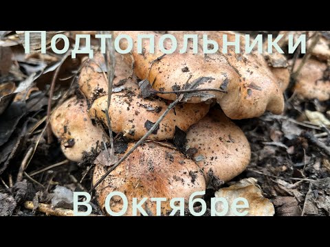 Видео: Грибы в Октябре . Рядовка Тополинная .Подтопольники.