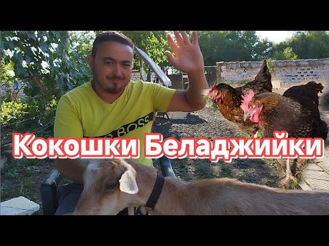Видео: Издоих Козата и Открих Новото Място на   Кокошките #chicken #lamp #село #goat