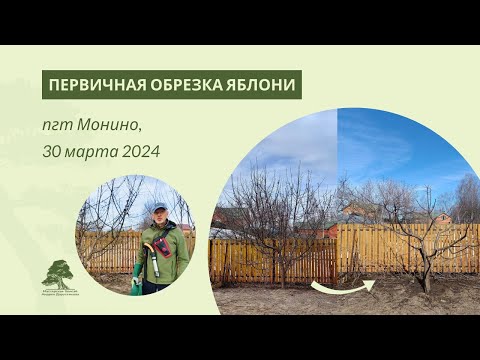 Видео: Как сформировать заросшую яблоню?