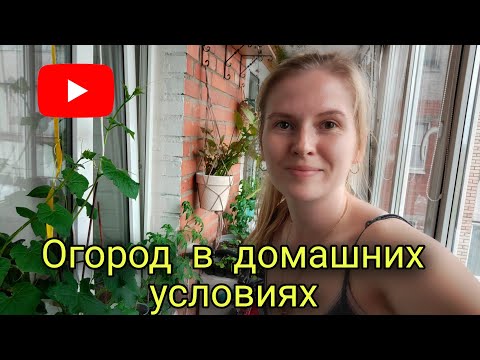 Видео: Огород на балконе🌿/Что посадила на подоконнике? Жду урожай🤞