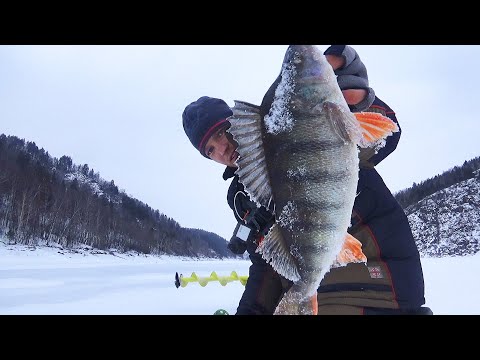 Видео: ОКУНЬ МОНСТР! Ловля окуня на ВИБ (раттлин)