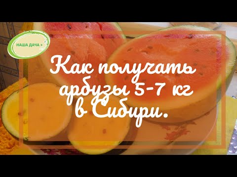 Видео: Как получать арбузы 5-7 кг в Сибири.  Рассада арбузов в опилках. Марценюк Надежда