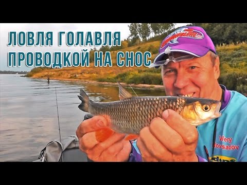 Видео: Ловля голавля проводкой на снос