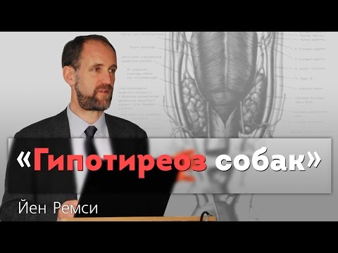 Видео: Гипотиреоз собак. Гипотиреоз или эутиреоидный больной?