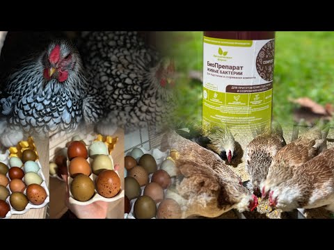 Видео: Живые Бактерии в курятнике🤔Работает ли ?🤗съёмка 2-х дней 