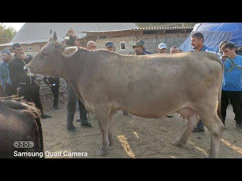 Видео: МОЛБОЗОРИ ШВЕДСАРИЯ 72 САВДО ШИД ШВЕД. 19 октября 2025 г.