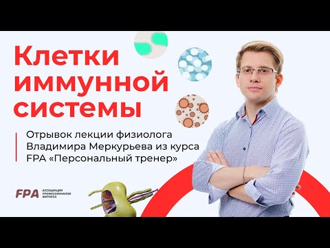 Видео: Клетки иммунной системы | Владимир Меркурьев (FPA)