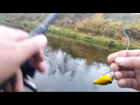 Видео: Крупные щуки есть, а голавля уже нет.