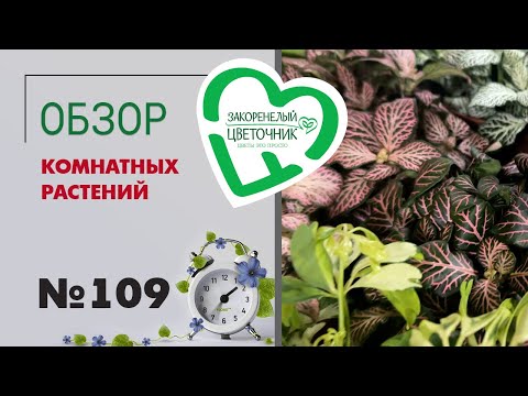 Видео: Обзор растений: филодендроны принцессы, ктенанте, цикламены, шлюмбергеры, гиацинты, флебодиумы #109