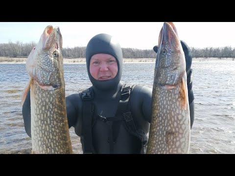 Видео: Подводная Охота " САМЫЕ РЫБНЫЕ МЕСТА ДЛЯ ОХОТЫ " Волгоград, Саратов 2021. Подводная съемка