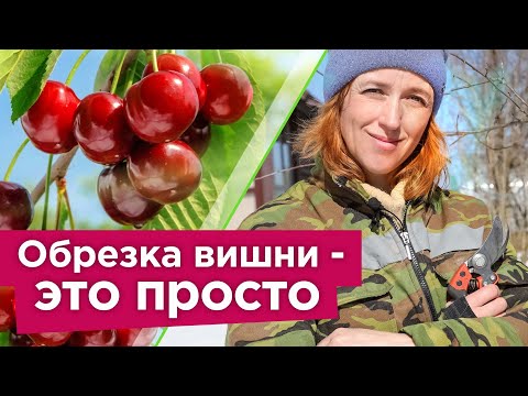Видео: КАК ОБРЕЗАТЬ ВИШНЮ ВЕСНОЙ? Ягоды будут огромного размера, а дерево компактным
