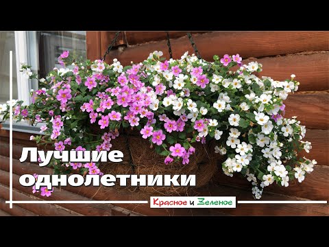 Видео: Лучшие однолетники для корзин и горшков. 33 СОРТА