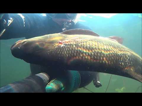 Видео: Подводная охота 2017- Жерех на 5 кг и сомик в ловушке.