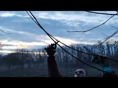 Видео: Обрізка шовковиці, основні правила.