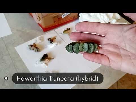 Видео: Новая посылка №4 с Haworthia TRUNCATA / Распаковка Суккулентов  из Кореи