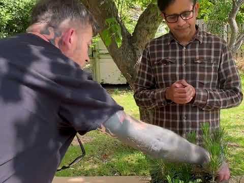 Видео: Подробный обзор выращивания бонсай из японской черной сосны из черенков и семян