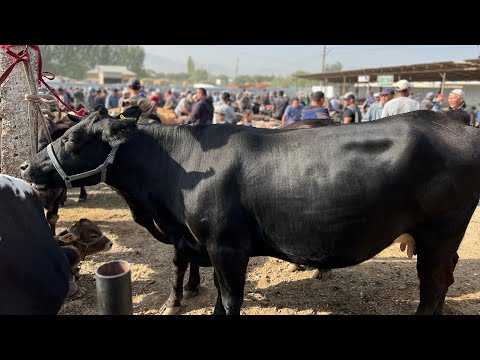 Видео: Дарбаза алды РЕАЛДУУ БААЛАР !!! Караван мал базары 2-Болук