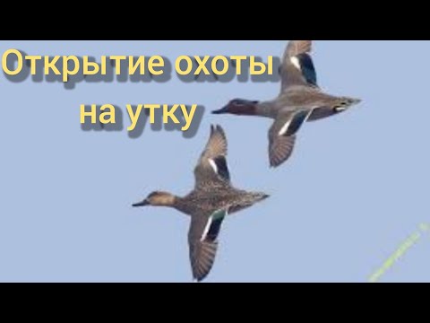 Видео: Охота на утку.Открытие охоты на водоплавающую дичь. Осенний сезон 2022.