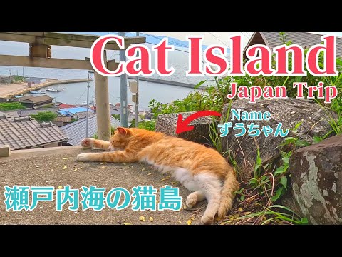 Видео: Посещение Кошачьего острова в Японии🐱🐈 60 дружелюбных кошек и человек, который о них заботится.
