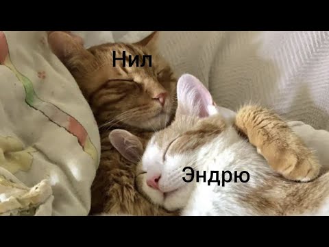 Видео: Реакция ври на хобби Нила как езда на мотоцикле