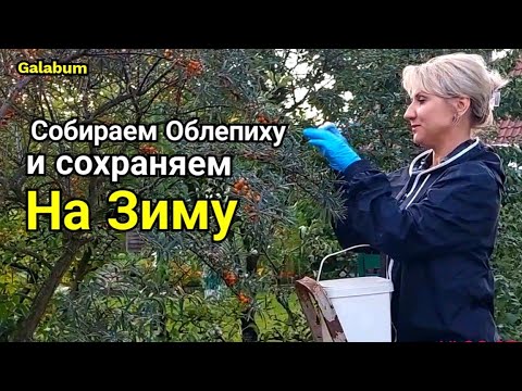 Видео: Как собрать облепиху с дерева и сохранить. @galabum