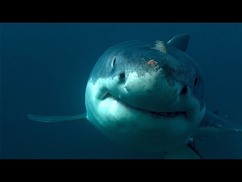 Видео: Почему ни одна акула и не подумает заплывать в Чёрное море