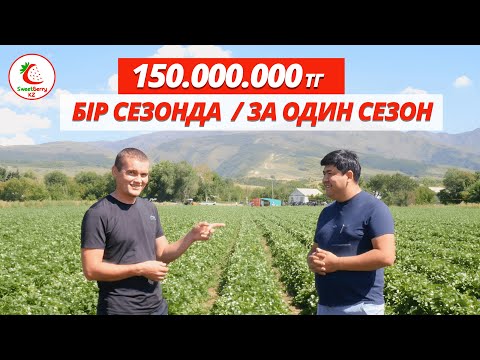 Видео: 150.000.000тг бір сезонда. 150.000.000тг за один сезон