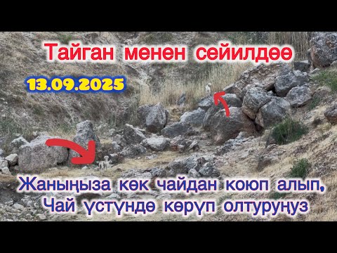 Видео: САБР ЖАНА САБР КЫЛАБЫЗ,ЖАНА КҮТӨБҮЗ ТУУГАНДАР😅