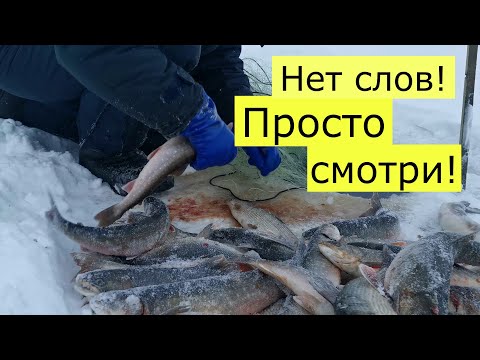 Видео: Вот это улов!!!