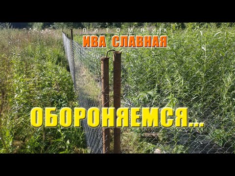 Видео: Ива Славная: Обороняемся... (23.07.2024)