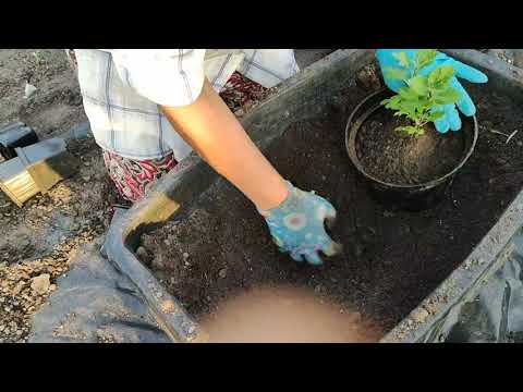 Видео: Хризантема мультифлора в 3-х литровых горшках