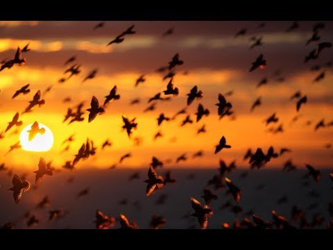 Видео: Люцина ХВОРОСТ - Цінувати мить (слова і музика Олександра Смика)