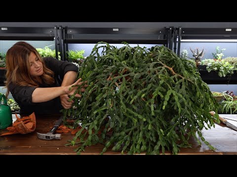 Видео: Пересадка 200-летнего рождественского кактуса! 😱🌵😍 // Garden Answer