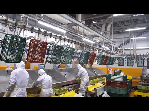 Видео: Потрясающий масштаб! Удивительный производственный процесс 5 ЛУЧШИХ корейских пищевых фабрик