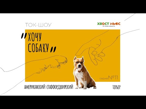 Видео: Ток-шоу «Хочу собаку». Амстафф – как не пропустить первые признаки агрессии?